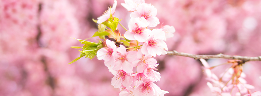 桜のFacebookカバー