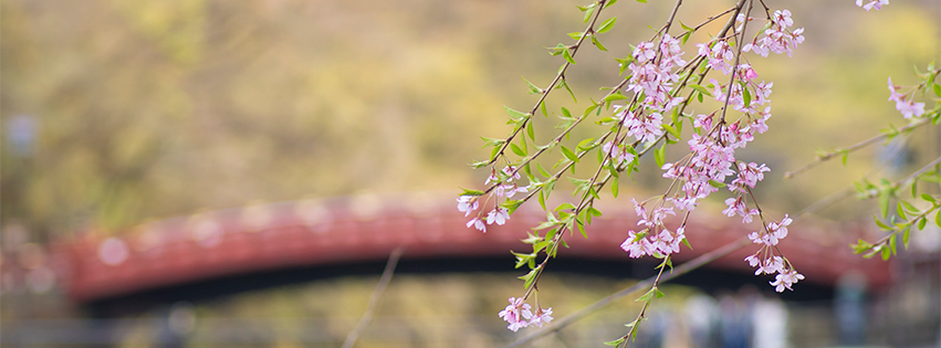 桜と橋のFacebookカバー