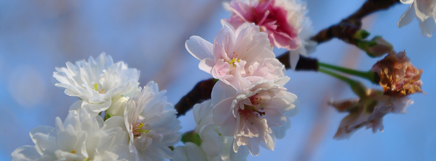 桜のFacebookカバー