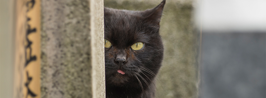 覗く黒猫のFacebookカバー