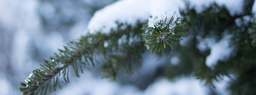 針葉樹と雪のFacebookカバー