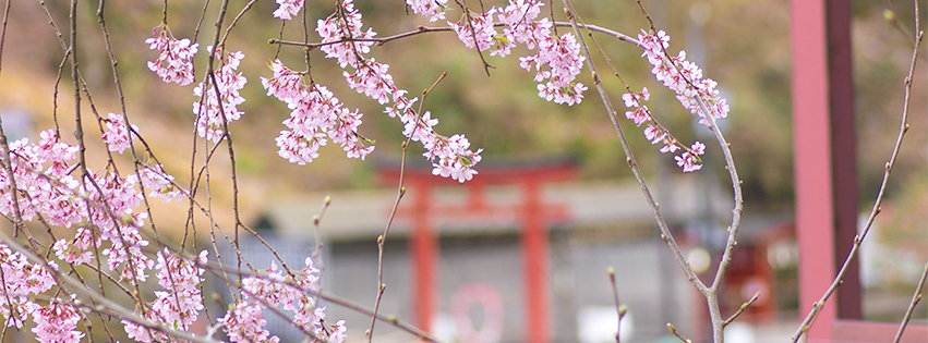 桜と橋のFacebookカバー